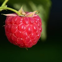 Raspberry Rubus idaeus Octavia 3L Pot