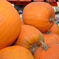 Real Pumpkin - Large