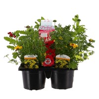 Recipe Hot Mix Carry Pack Pot Bedding