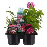 Recipe Pink Mix Carry Pack Box Bedding