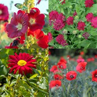 Red Perennial Set - Mixed Varieties - 5 x 9cm