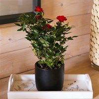 Red Rose Houseplant - 10.5cm Pot