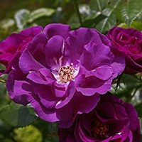 Rhapsody in Blue Floribunda Rose Bush 4L Pot