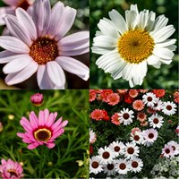 Rhodanthemum Perennial Set - Mixed Colours - 5 x 9cm Pots