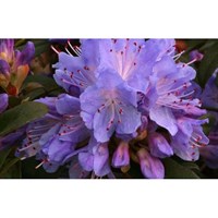 Rhododendron Blue Tit 3L Alpine Dwarf