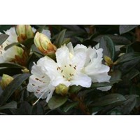 Rhododendron Cream Crest 3L Alpine Dwarf