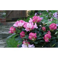 Rhododendron Dreamland 3L Yaks