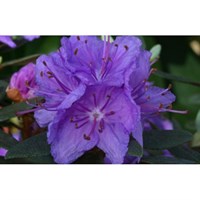 Rhododendron Purple Gem 3L Alpine Dwarf