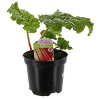 Rhubarb Timperley Earley 3L Pot Vegetables