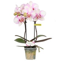 Rose Orchid Houseplant 7cm Pot