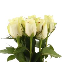 Rose Short Stem (x 6 Individual Stems) - Athena