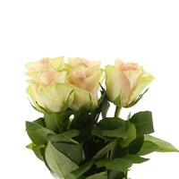 Rose Short Stem (x 6 Individual Stems) - La Belle