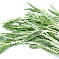 Herbs Plant 9cm - Set of 4 - Rosemary