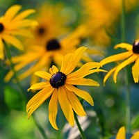 Rudbeckia Deamii Perennial Plant 2L Pot - Set of 3