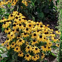 Rudbeckia Early Bird Gold Perennial Plant 2L Pot - Set of 3