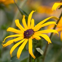 Rudbeckia Ful. Goldblitz 2L Perennial Plant - Set of 3