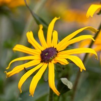 Rudbeckia Ful. Goldblitz Perennial Plant 9cm Pot - Set of 3