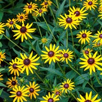 Rudbeckia Little Gold Star Perennial Plant 2L Pot - Set of 3