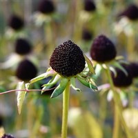 Rudbeckia Green Wizard Perennial Plant 9cm Pot - Set of 3