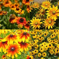 Rudbeckia Perennial Set - Mixed Colours - 3 x 2L Pots
