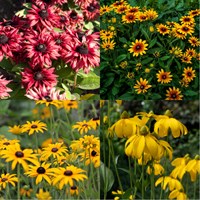 Rudbeckia Perennial Set - Mixed Colours - 5 x 9cm Pots