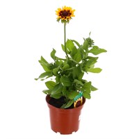 Rudbeckia Summer Daisy Bronze Bicolour 3L Pot Bedding