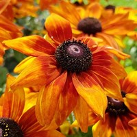 Rudbeckia Triloba Prairie Sun Perennial Plant 9cm Pot - Set of 3