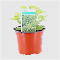 Sage All Gold 10.5cm Pot Bedding