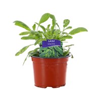 Sage Icterina 10.5cm Pot Bedding