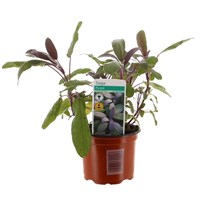 Sage Purpurea 10.5cm Pot Bedding 