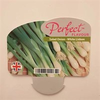 Salad Onion White Lisbon 12 Pack Boxed Vegetable