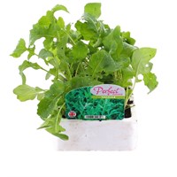 Salad Rocket 12 Pack Boxed Vegetables
