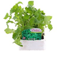 Salad Rocket 12 Pack Boxed Vegetable