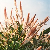 Salix 'Hakuro-Nishiki' Tree