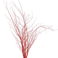 Salix Twigs Sprayed (x5 Individual Stems) - Red