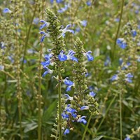 Salvia African Skies Perennial Plant 9cm - Set of 3