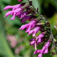 Salvia Amigo Perennial Plant 2L Pot - Set of 3
