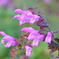 Salvia Amistad Pink Perennial Plant 2L Pot - Set of 3