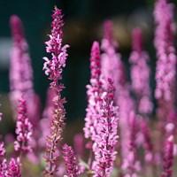Salvia Caradonna Pink Perennial Plant 9cm Pot - Set of 3
