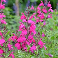 Salvia Dayglow 9cm Perennial Plant - Set of 3