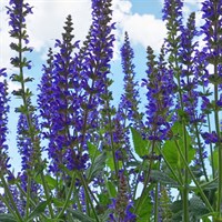 Salvia Farinacea Midnight Candle Perennial Plant 2L Pot - Set of 3