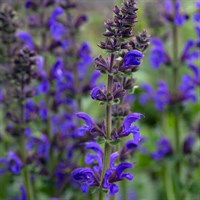 Salvia Fashionista Midnight Model Perennial Plant 2L Pot - Set of 3
