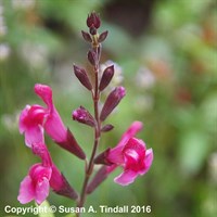 Salvia Greggii Icing Sugar 9cm Pot - Set of 3
