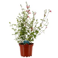Salvia Hot Lips 3L Pot Bedding