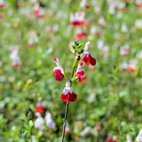 Salvia Hot Lips Perennial Plant 2L - Set of 3