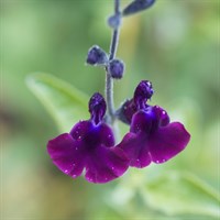 Salvia Jamensis Blackberry Ripple Perennial Plant 2L Pot - Set of 3