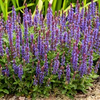 Salvia Kate Glenn Perennial Plant 9cm Pot - Set of 3