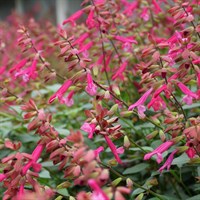 Salvia Kisses & Wishes Perennial Plant 2L Pot - Set of 3