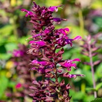 Salvia Love & Wishes Perennial Plant 2L Pot - Set of 3