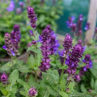 Salvia Marvel Blue Perennial Plant 9cm Pot - Set of 3